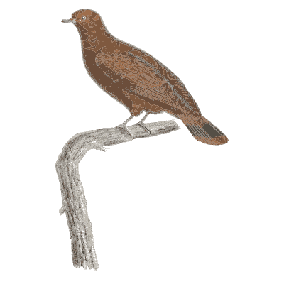 Chestnut dove - Les Pigeons, Volume 2 - 1843