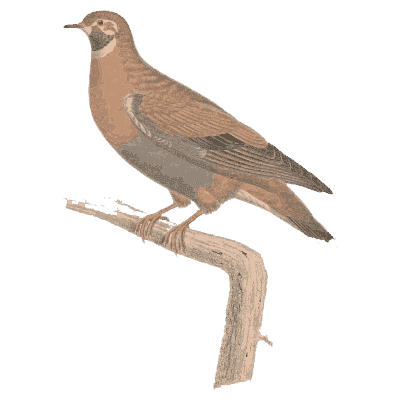Spotted dove with neck patch - Les Pigeons, Volume 2 - 1843