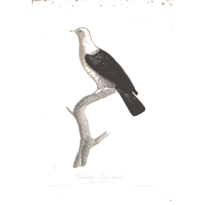 White-headed black pigeon - Les Pigeons, Volume 2 - 1843