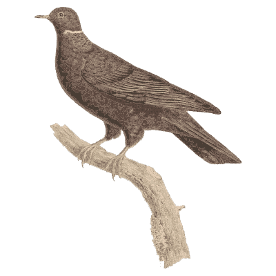 White-throated grey pigeon - Les Pigeons, Volume 2 - 1843