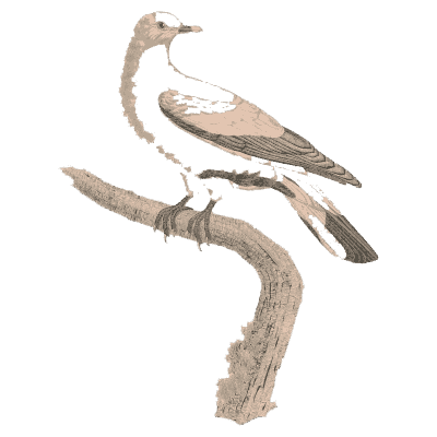 Pale grey dove - Les Pigeons, Volume 2 - 1843