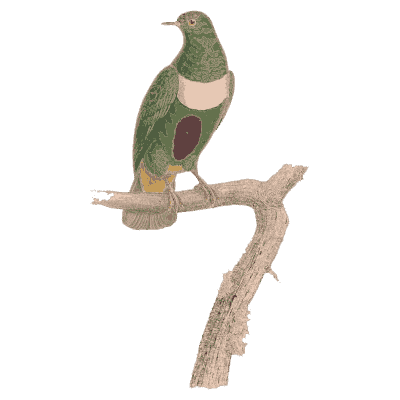 White-collared green pigeon - Les Pigeons, Volume 2 - 1843