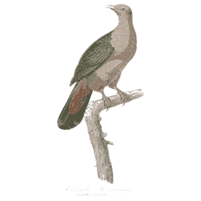 Grey-green perched pigeon - Les Pigeons, Volume 2 - 1843