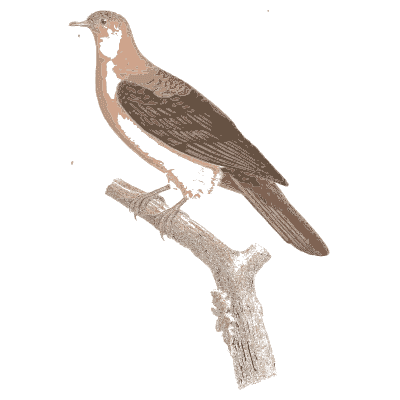 Buff dove with white nape - Les Pigeons, Volume 2 - 1843
