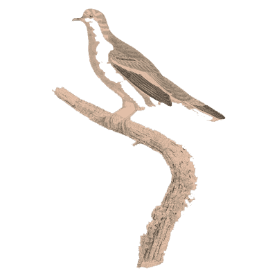 Slender grey dove - Les Pigeons, Volume 2 - 1843