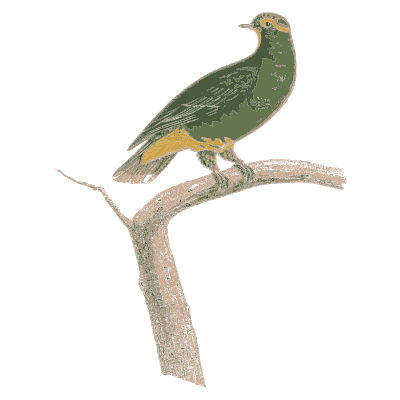 Green fruit dove - Les Pigeons, Volume 2 - 1843