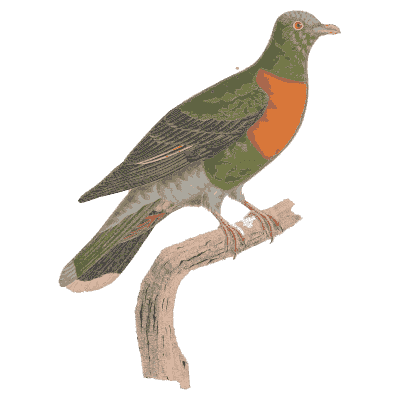 Orange-breasted green pigeon - Les Pigeons, Volume 2 - 1843