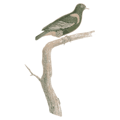 Green pigeon with pale collar - Les Pigeons, Volume 2 - 1843