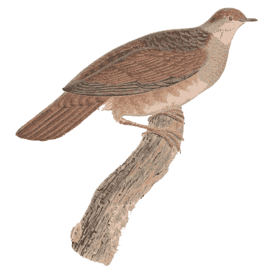 Barred brown pigeon - Les Pigeons, Volume 2 - 1843