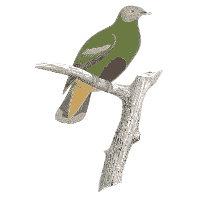 Green pigeon with yellow flank - Les Pigeons, Volume 2 - 1843