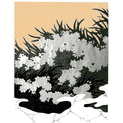 Pine and wave pattern plate - Shin Bijutsukai, Issue 4 - 1902