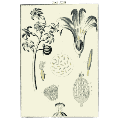 Plant with magnified seeds - Amusement Microscopique (Mikroskopische Gemuths- und Augen-Ergotzung) - 1764