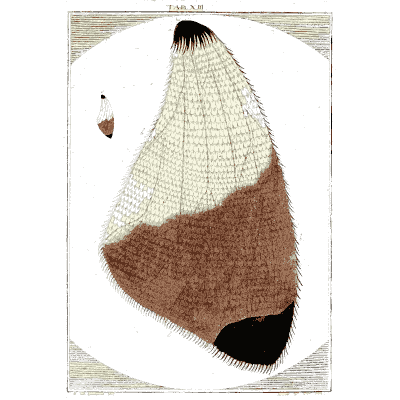 Magnified shell fragment - Amusement Microscopique (Mikroskopische Gemuths- und Augen-Ergotzung) - 1764