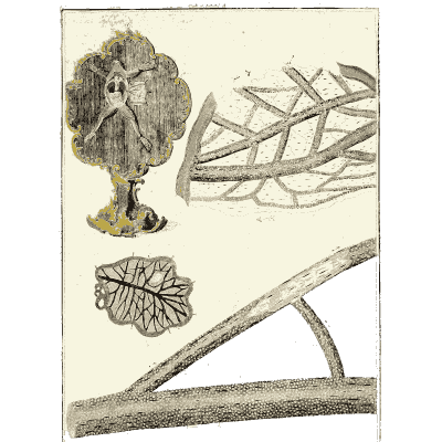Moss and twigs magnified - Amusement Microscopique (Mikroskopische Gemuths- und Augen-Ergotzung) - 1764