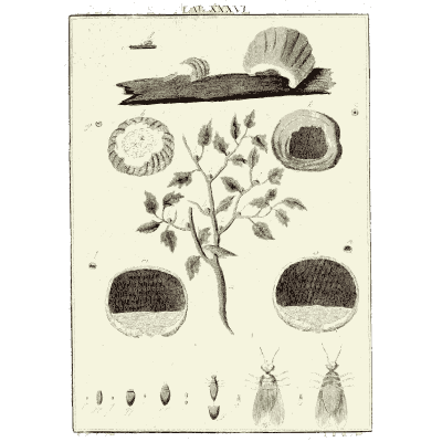 Seeds, plant and beetles - Amusement Microscopique (Mikroskopische Gemuths- und Augen-Ergotzung) - 1764