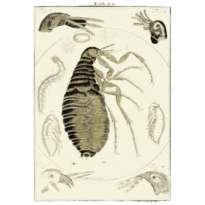 Magnified flea - Amusement Microscopique (Mikroskopische Gemuths- und Augen-Ergotzung) - 1764