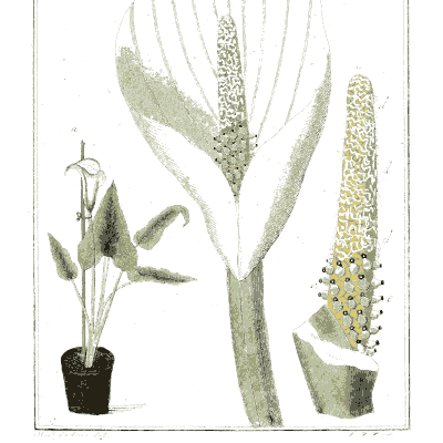 Arum with its spadix - Amusement Microscopique (Mikroskopische Gemuths- und Augen-Ergotzung) - 1764
