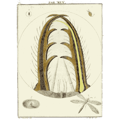 Magnified feather - Amusement Microscopique (Mikroskopische Gemuths- und Augen-Ergotzung) - 1764