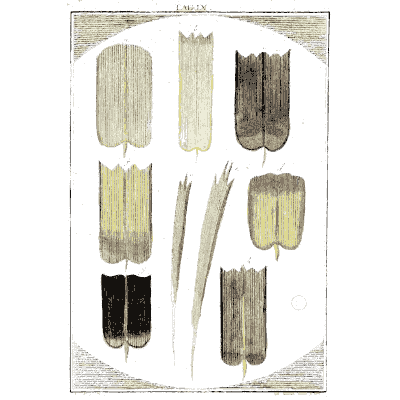 Feather barbs magnified - Amusement Microscopique (Mikroskopische Gemuths- und Augen-Ergotzung) - 1764