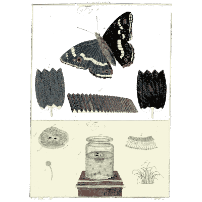 Butterfly and its scales - Amusement Microscopique (Mikroskopische Gemuths- und Augen-Ergotzung) - 1764