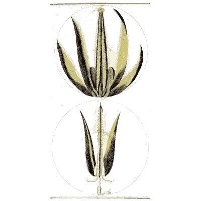 Split seed under the lens - Amusement Microscopique (Mikroskopische Gemuths- und Augen-Ergotzung) - 1764