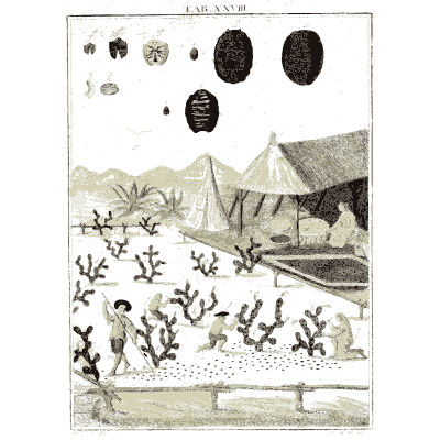 Corals on a shore - Amusement Microscopique (Mikroskopische Gemuths- und Augen-Ergotzung) - 1764