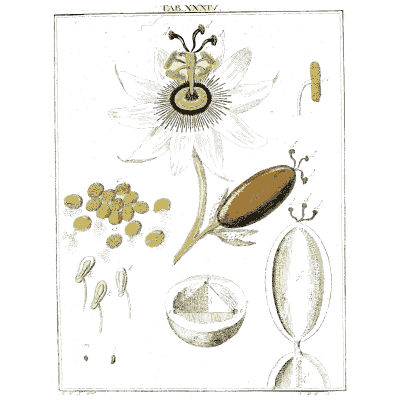 Passion flower and its seeds - Amusement Microscopique (Mikroskopische Gemuths- und Augen-Ergotzung) - 1764