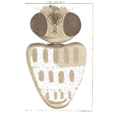 Magnified fly head 01 - Amusement Microscopique, Volume 3 - 1764