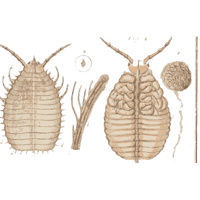 Two magnified woodlice - Amusement Microscopique, Volume 3 - 1764