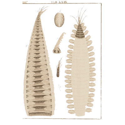 Magnified feather barbs - Amusement Microscopique, Volume 3 - 1764
