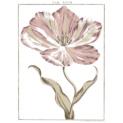 Streaked tulip - Amusement Microscopique, Volume 3 - 1764