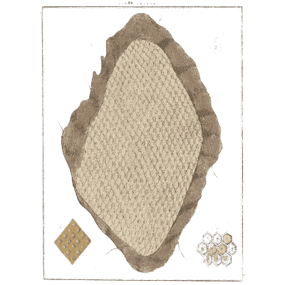 Netted egg case magnified - Amusement Microscopique, Volume 3 - 1764