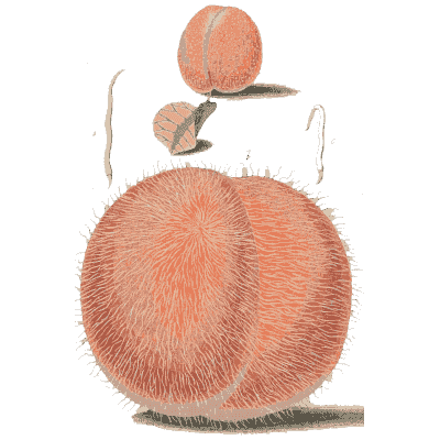 Downy fruit magnified - Amusement Microscopique, Volume 3 - 1764