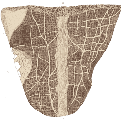 Leaf skeleton veins - Amusement Microscopique, Volume 3 - 1764