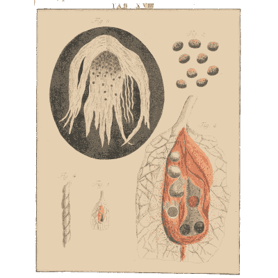 Filament tuft and seed pod - Amusement Microscopique, Volume 3 - 1764