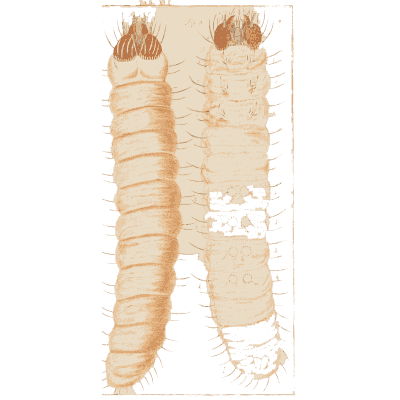 Two hairy grubs - Amusement Microscopique, Volume 3 - 1764