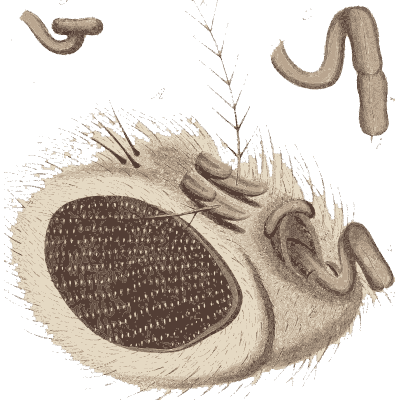 Magnified fly head 02 - Amusement Microscopique, Volume 3 - 1764