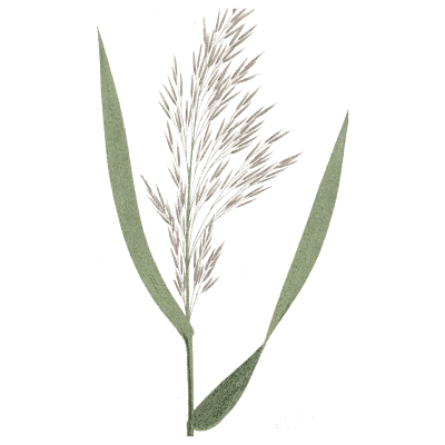 Common reed - A Natural History of British Grasses - 1858