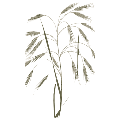 Drooping brome - A Natural History of British Grasses - 1858