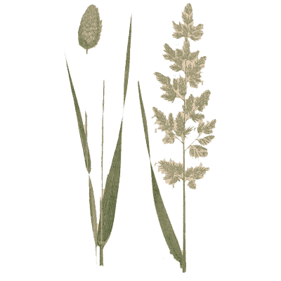 Timothy and meadow grass - A Natural History of British Grasses - 1858