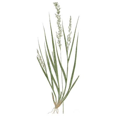 Slender spiked grass - A Natural History of British Grasses - 1858