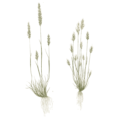 Two tufted grasses with small panicles - A Natural History of British Grasses - 1858