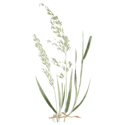 Meadow grass tuft - A Natural History of British Grasses - 1858