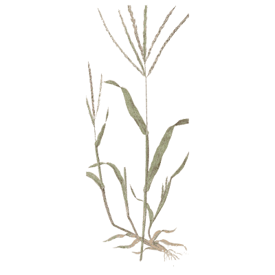 Finger grass - A Natural History of British Grasses - 1858