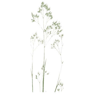 Fine hair grass - A Natural History of British Grasses - 1858