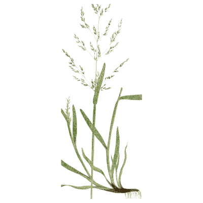 Branched panicle grass - A Natural History of British Grasses - 1858