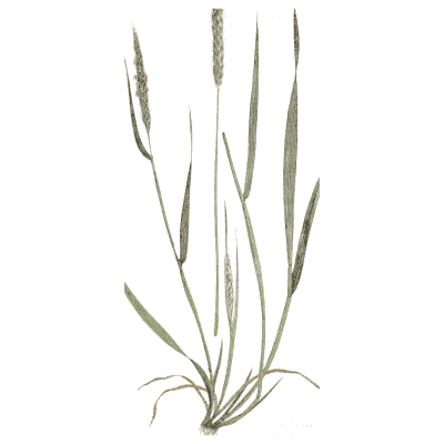 Meadow foxtail - A Natural History of British Grasses - 1858