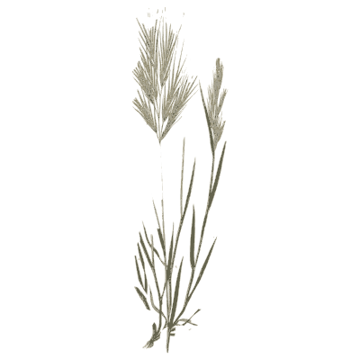 Barren brome - A Natural History of British Grasses - 1858