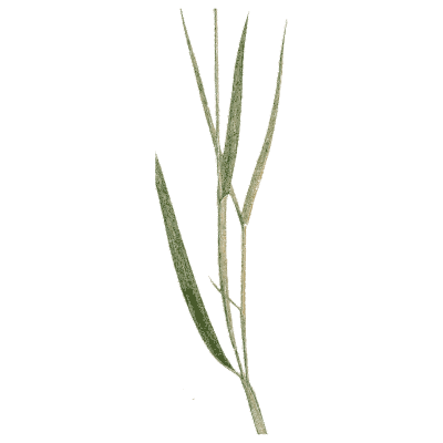 Grass stem with blades - A Natural History of British Grasses - 1858