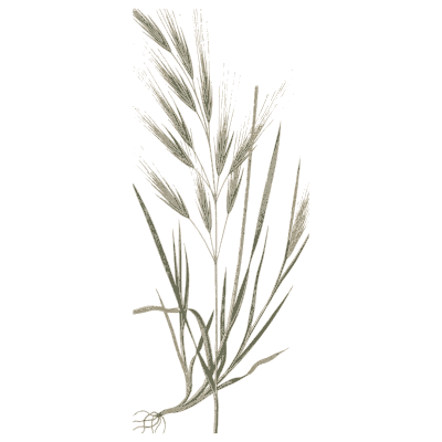 Wild oat grass - A Natural History of British Grasses - 1858